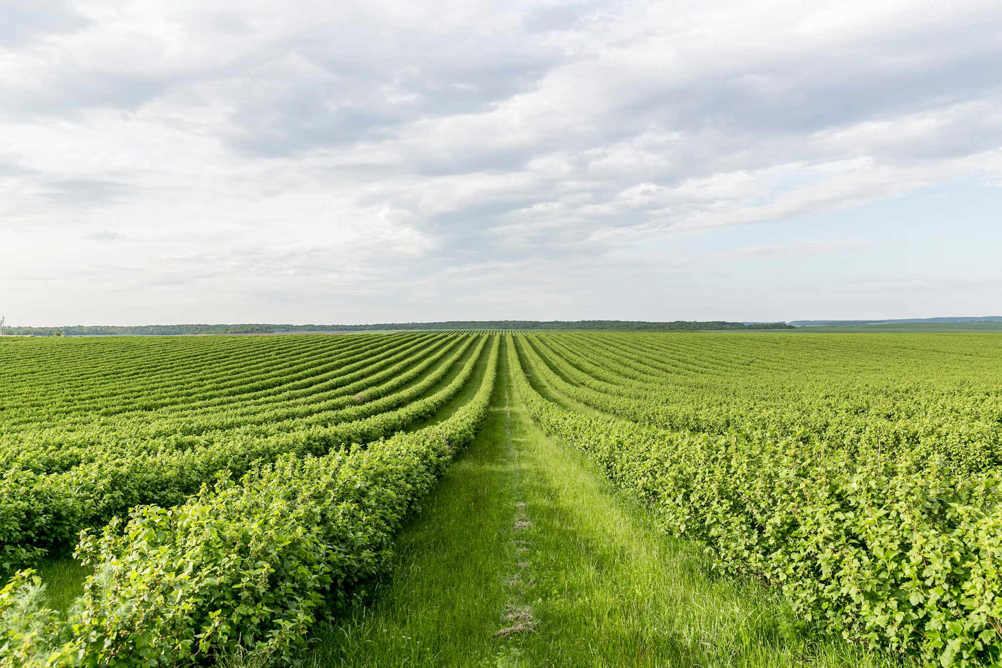 high-angle-farmland-view_23-2148579680
